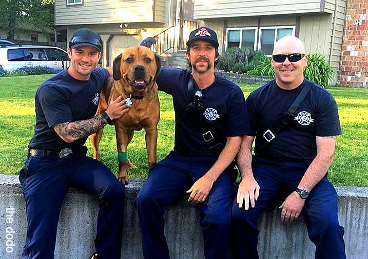 <a href="https://www.thedodo.com/close-to-home/firefighters-rescue-dog-sampson">Rushed Into A Burning House, Firefighters Rescue Dog & Save His Life With CPR</a>